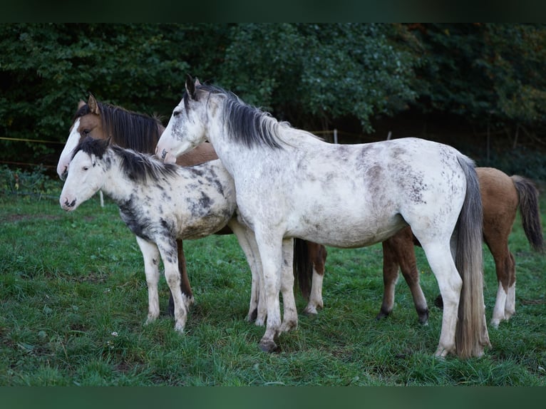 SURRENDER Criollo Stallion Overo-all-colors in Sommerkahl