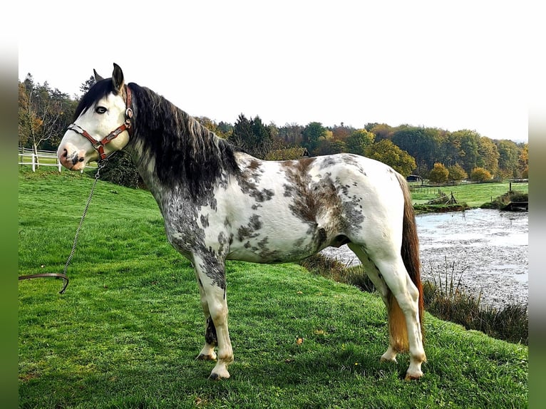 SURRENDER Criollo Stallion Overo-all-colors in Sommerkahl