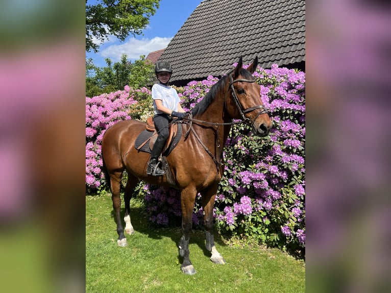 Svedese da Sella Castrone 15 Anni 173 cm Baio in Martfeld