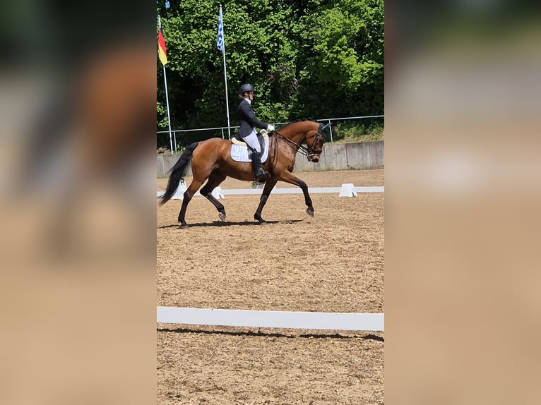 Svedese da Sella Castrone 17 Anni 167 cm Baio in Ingolstadt