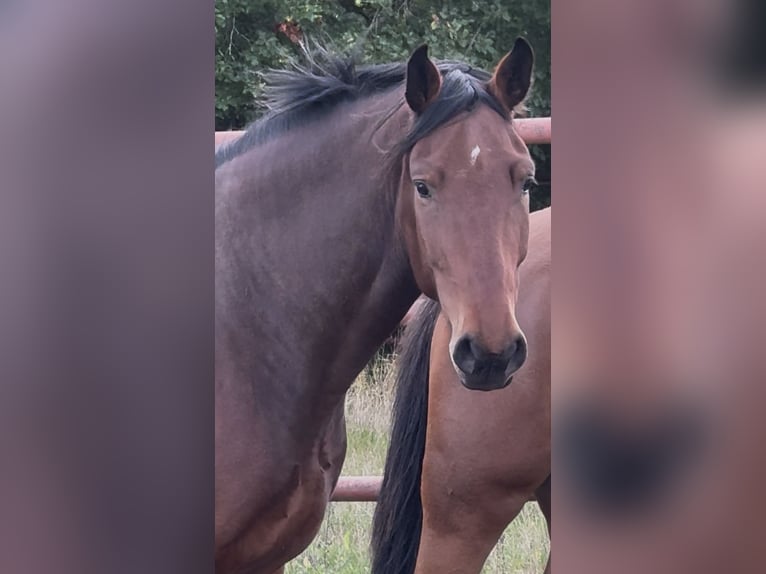 Svedese da Sella Castrone 3 Anni 170 cm Baio ciliegia in Torna Hällestad