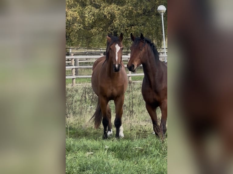 Svedese da Sella Castrone 3 Anni 170 cm Baio ciliegia in Torna Hällestad