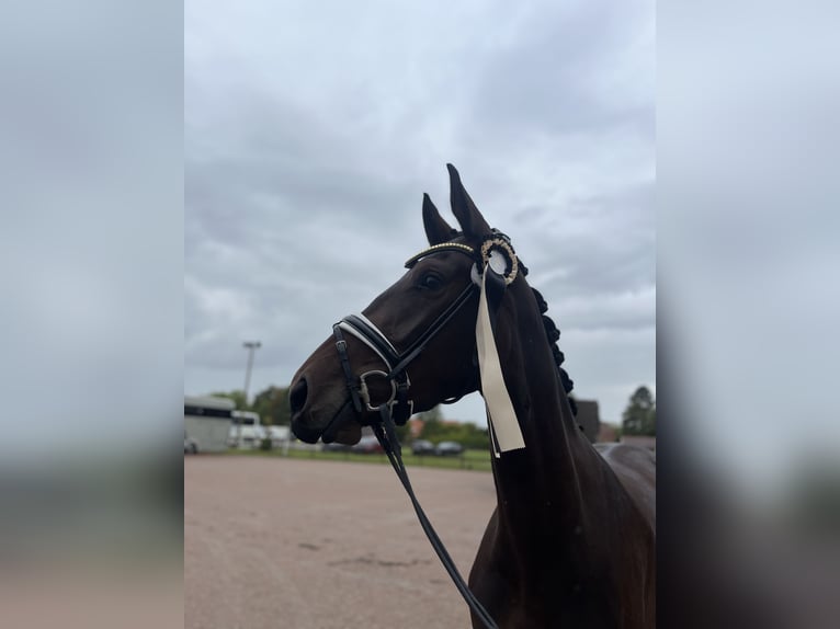 Svedese da Sella Castrone 4 Anni 165 cm Baio in Blekinge