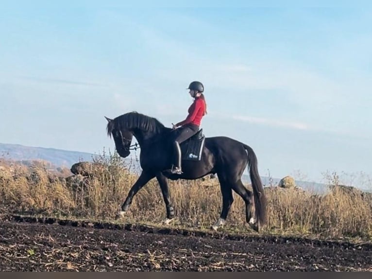 Svedese da Sella Castrone 4 Anni 168 cm in Falköping