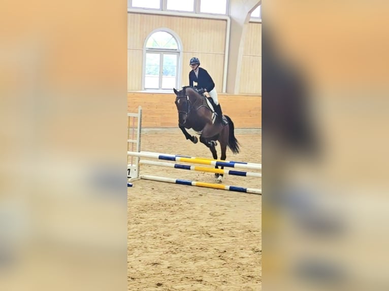 Svedese da Sella Castrone 4 Anni 173 cm Baio in Nyköping