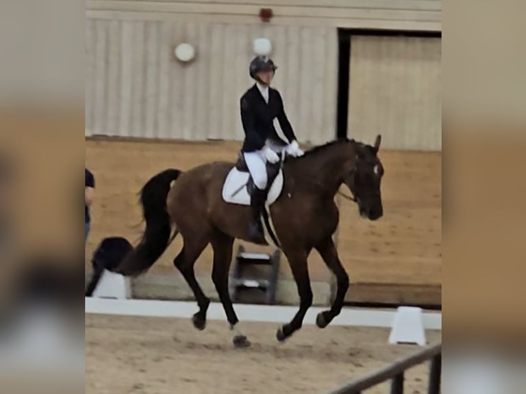 Svedese da Sella Castrone 4 Anni 173 cm Baio in Nyköping
