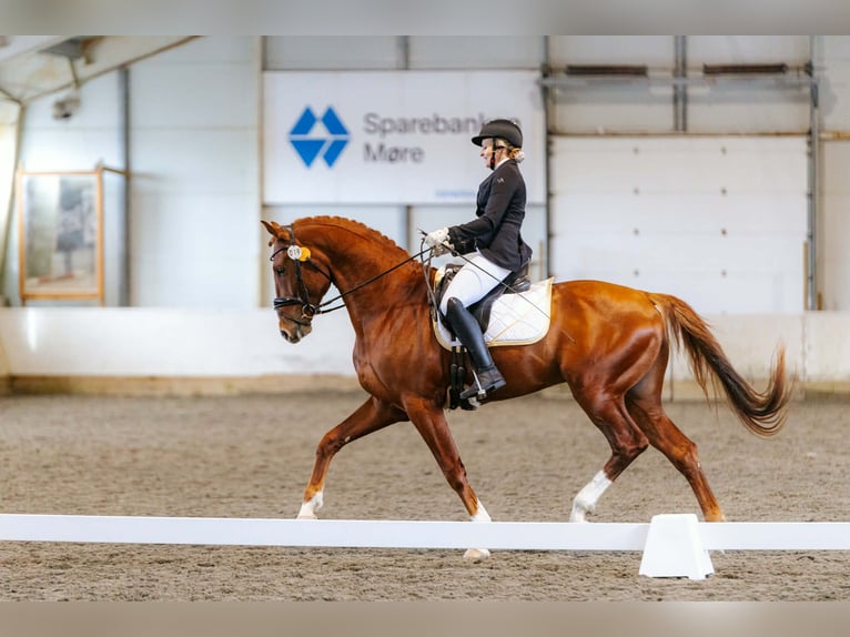 Svedese da Sella Castrone 4 Anni 173 cm Sauro scuro in Norddal