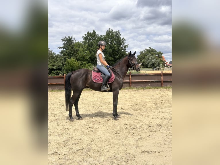 Svedese da Sella Mix Castrone 5 Anni 160 cm Baio scuro in Leipzig