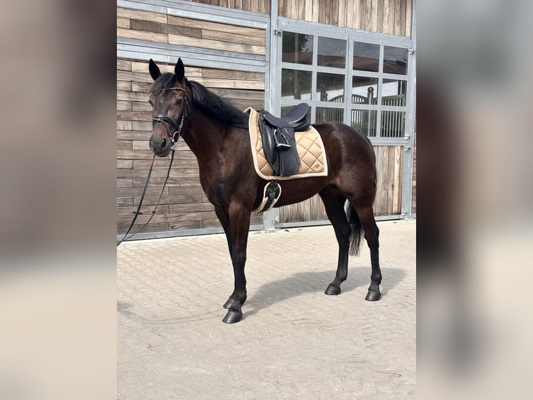 Svedese da Sella Mix Castrone 5 Anni 160 cm Baio scuro in Leipzig