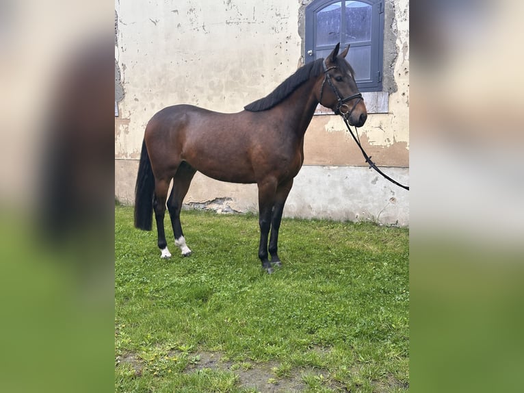 Svedese da Sella Mix Castrone 5 Anni 162 cm Baio in Leipzig
