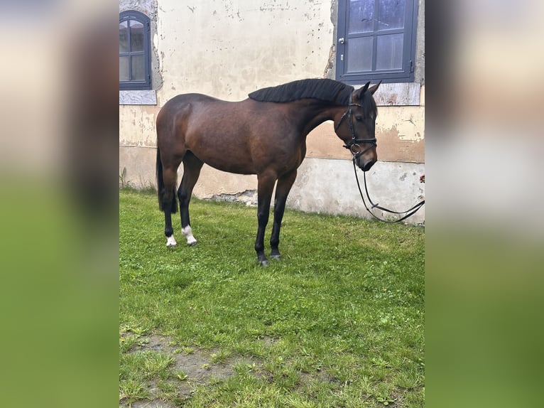 Svedese da Sella Mix Castrone 5 Anni 162 cm Baio in Leipzig