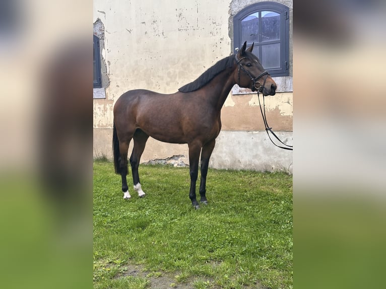 Svedese da Sella Mix Castrone 5 Anni 162 cm Baio in Leipzig