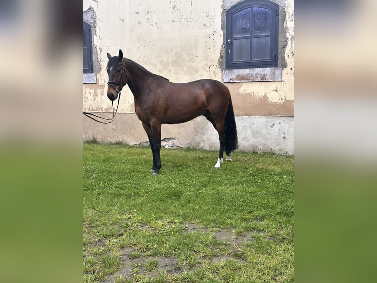 Svedese da Sella Mix Castrone 5 Anni 162 cm Baio in Leipzig