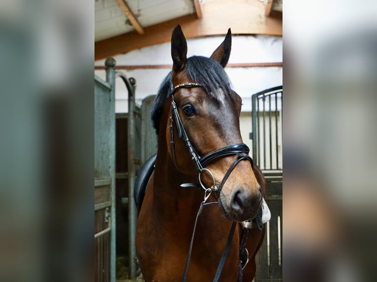 Svedese da Sella Mix Castrone 5 Anni 163 cm Baio in Leipzig