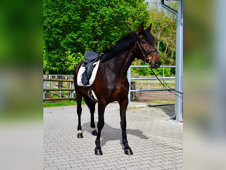 Svedese da Sella Mix Castrone 5 Anni 163 cm Baio scuro in Leipzig