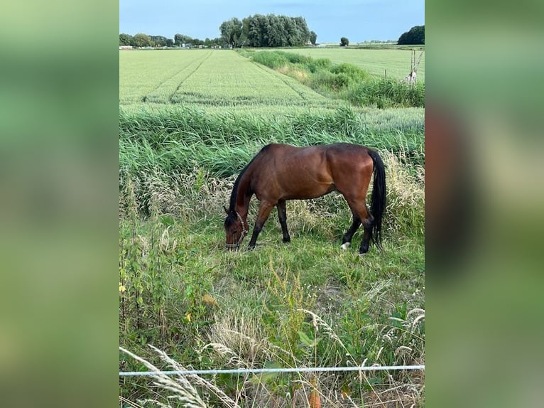 Svedese da Sella Castrone 5 Anni 164 cm Baio in Hellevoetsluis