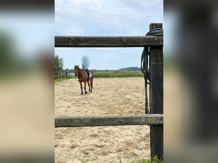 Svedese da Sella Castrone 5 Anni 164 cm Baio in Hellevoetsluis