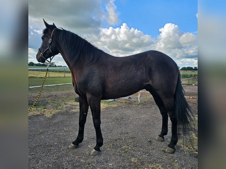 Svedese da Sella Mix Castrone 5 Anni 165 cm Baio scuro in Leipzig