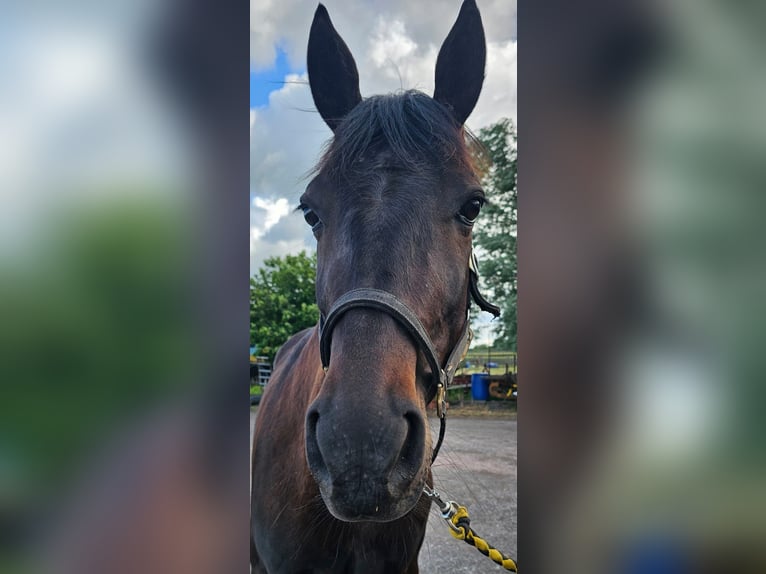 Svedese da Sella Mix Castrone 5 Anni 165 cm Baio scuro in Leipzig