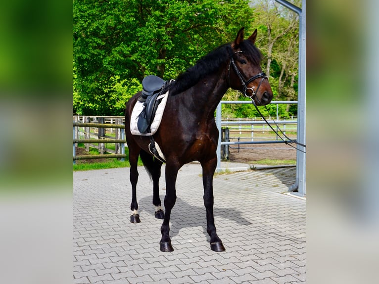 Svedese da Sella Mix Castrone 5 Anni 166 cm Baio scuro in Leipzig