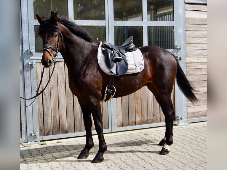 Svedese da Sella Mix Castrone 5 Anni 166 cm Baio scuro in Leipzig