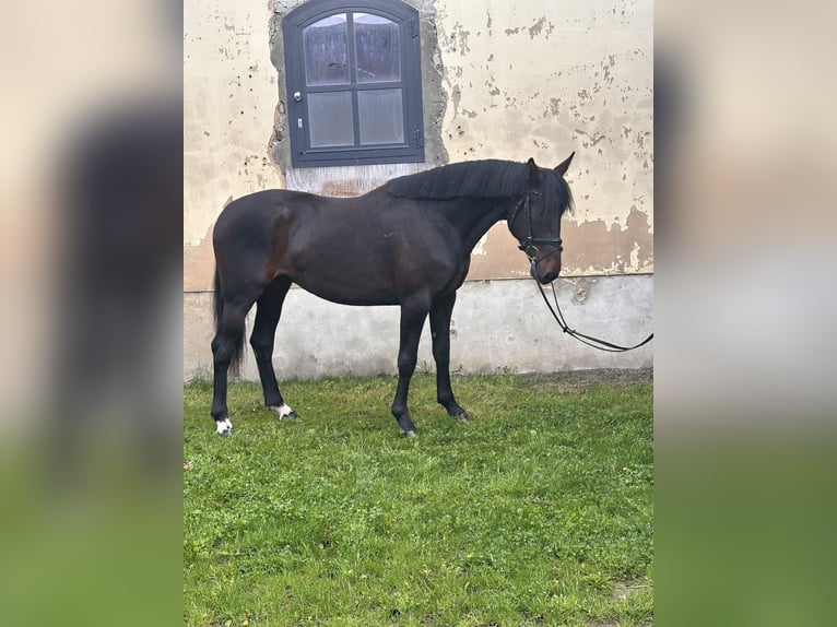 Svedese da Sella Mix Castrone 5 Anni 166 cm Baio scuro in Leipzig