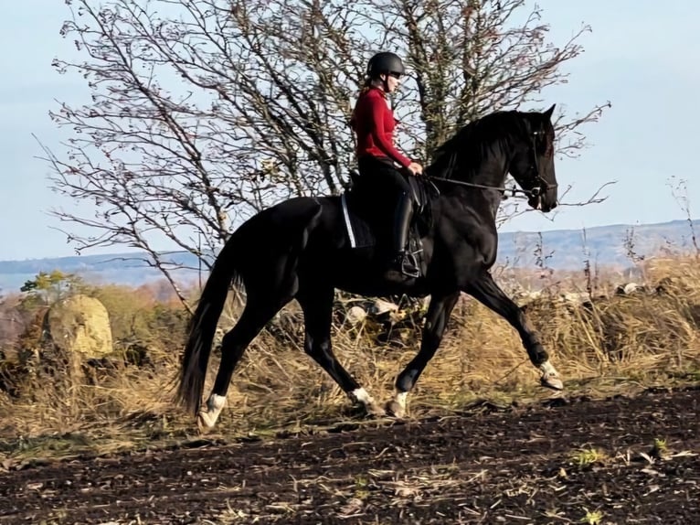 Svedese da Sella Castrone 5 Anni 168 cm in Falköping