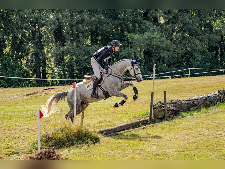 Svedese da Sella Castrone 5 Anni 170 cm Bianco in Ballingslöv