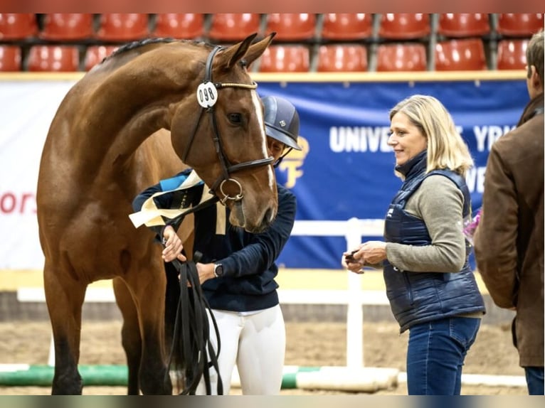 Svedese da Sella Castrone 5 Anni 176 cm Baio in Tungelsta