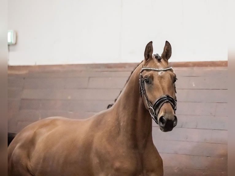 Svedese da Sella Castrone 6 Anni 173 cm Baio ciliegia in Garphyttan