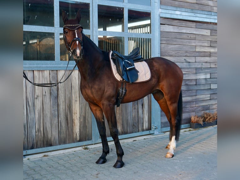 Svedese da Sella Mix Castrone 7 Anni 163 cm Baio scuro in Leipzig