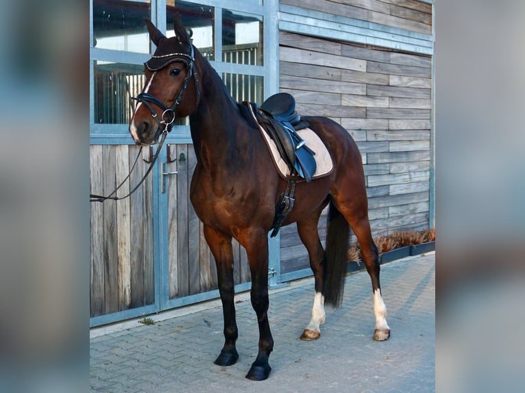 Svedese da Sella Mix Castrone 7 Anni 163 cm Baio scuro in Leipzig