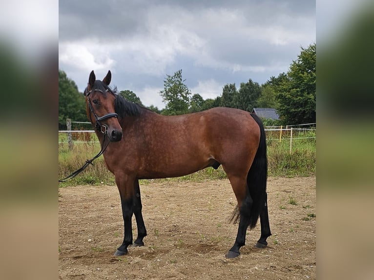 Svedese da Sella Mix Castrone 8 Anni 165 cm in Leipzig
