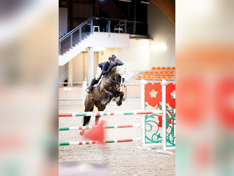 Svedese da Sella Castrone 8 Anni 169 cm Baio scuro in Krobia