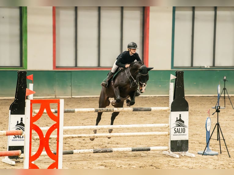 Svedese da Sella Castrone 8 Anni 169 cm Baio scuro in Krobia