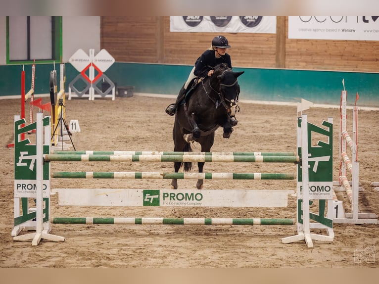 Svedese da Sella Castrone 8 Anni 169 cm Baio scuro in Krobia