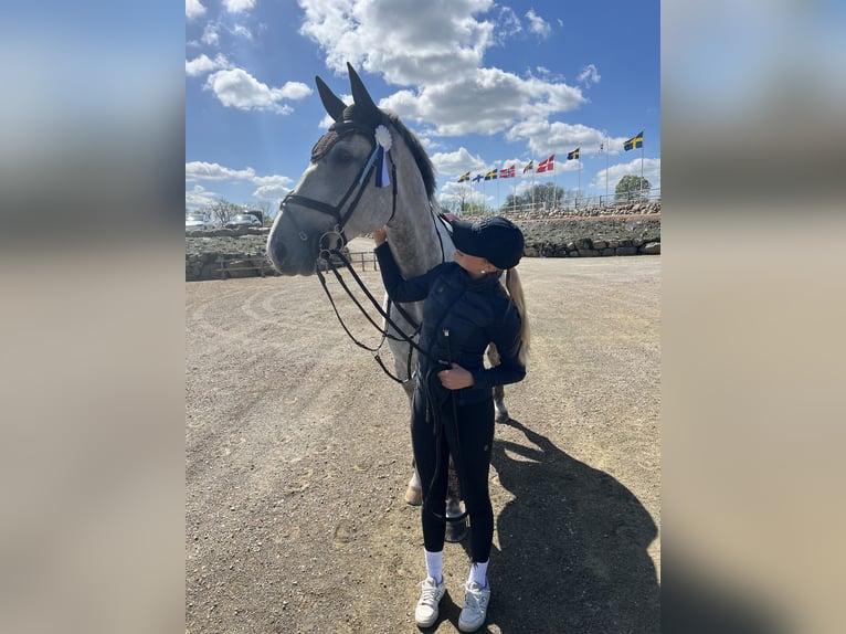 Svedese da Sella Castrone 8 Anni 175 cm Bianco in Flyinge