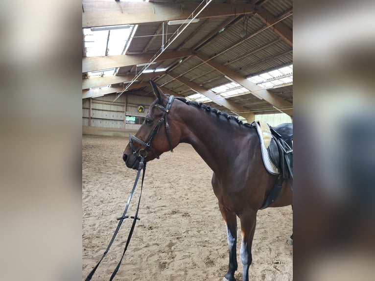 Svedese da Sella Castrone 9 Anni 162 cm Baio scuro in Loxstedt