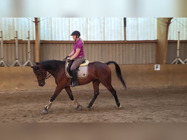 Svedese da Sella Castrone 9 Anni 162 cm Baio scuro in Loxstedt