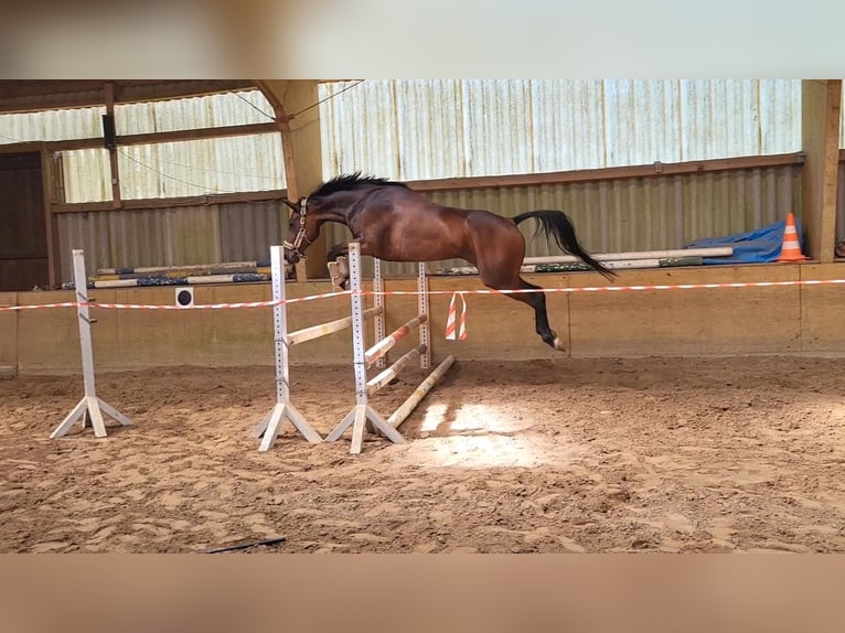 Svedese da Sella Castrone 9 Anni 162 cm Baio scuro in Loxstedt