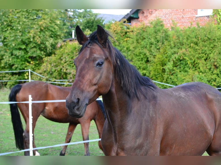 Svedese da Sella Castrone 9 Anni 162 cm Baio scuro in Loxstedt