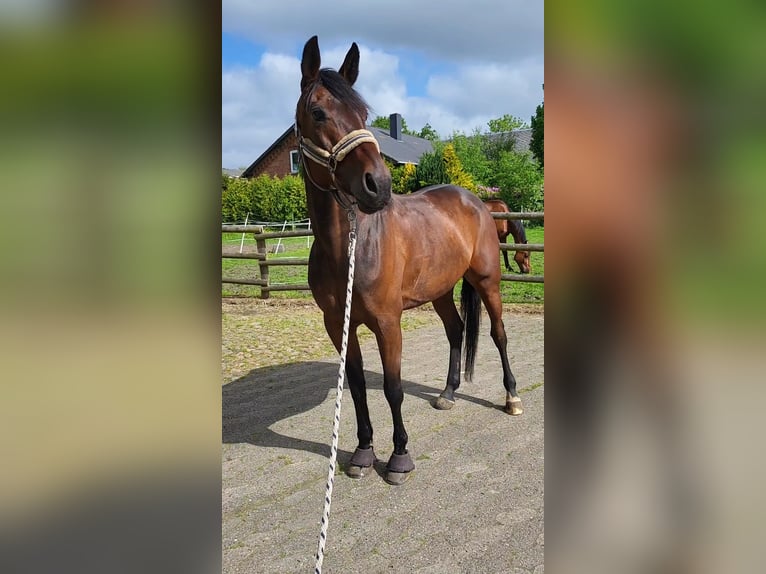 Svedese da Sella Castrone 9 Anni 162 cm Baio scuro in Loxstedt