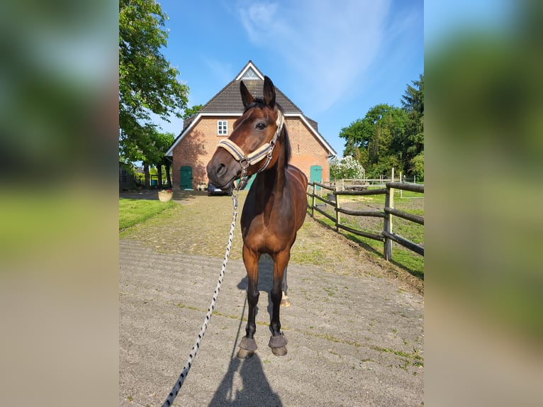 Svedese da Sella Castrone 9 Anni 162 cm Baio scuro in Loxstedt
