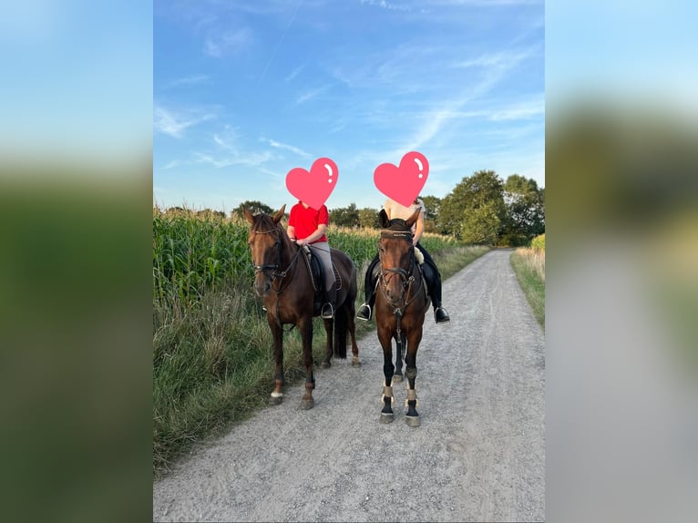 Svedese da Sella Castrone 9 Anni 162 cm Baio scuro in Loxstedt