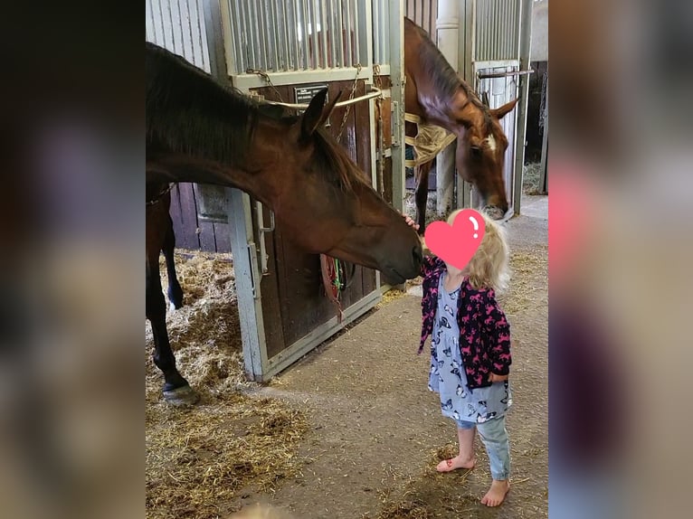 Svedese da Sella Castrone 9 Anni 162 cm Baio scuro in Loxstedt