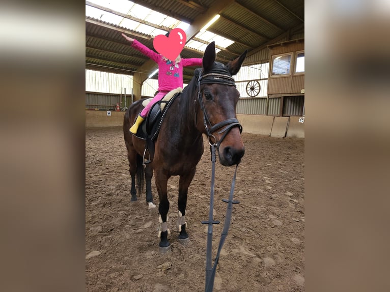 Svedese da Sella Castrone 9 Anni 162 cm Baio scuro in Loxstedt