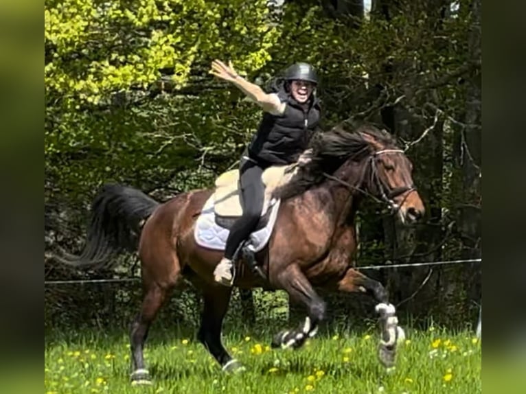 Svedese da Sella Giumenta 11 Anni 165 cm Baio scuro in Weilheim in Oberbayern