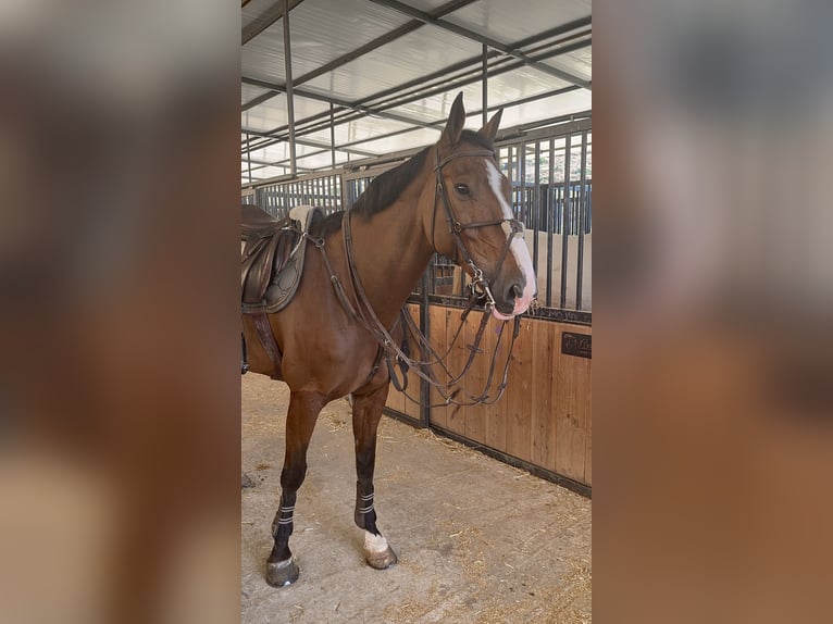 Svedese da Sella Giumenta 11 Anni 165 cm Falbo in Marbella
