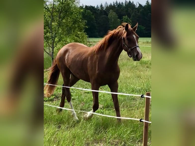 Svedese da Sella Giumenta 4 Anni 165 cm Sauro scuro in Münster