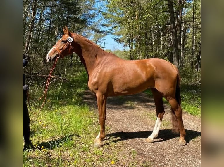 Svedese da Sella Giumenta 4 Anni 165 cm Sauro scuro in Münster